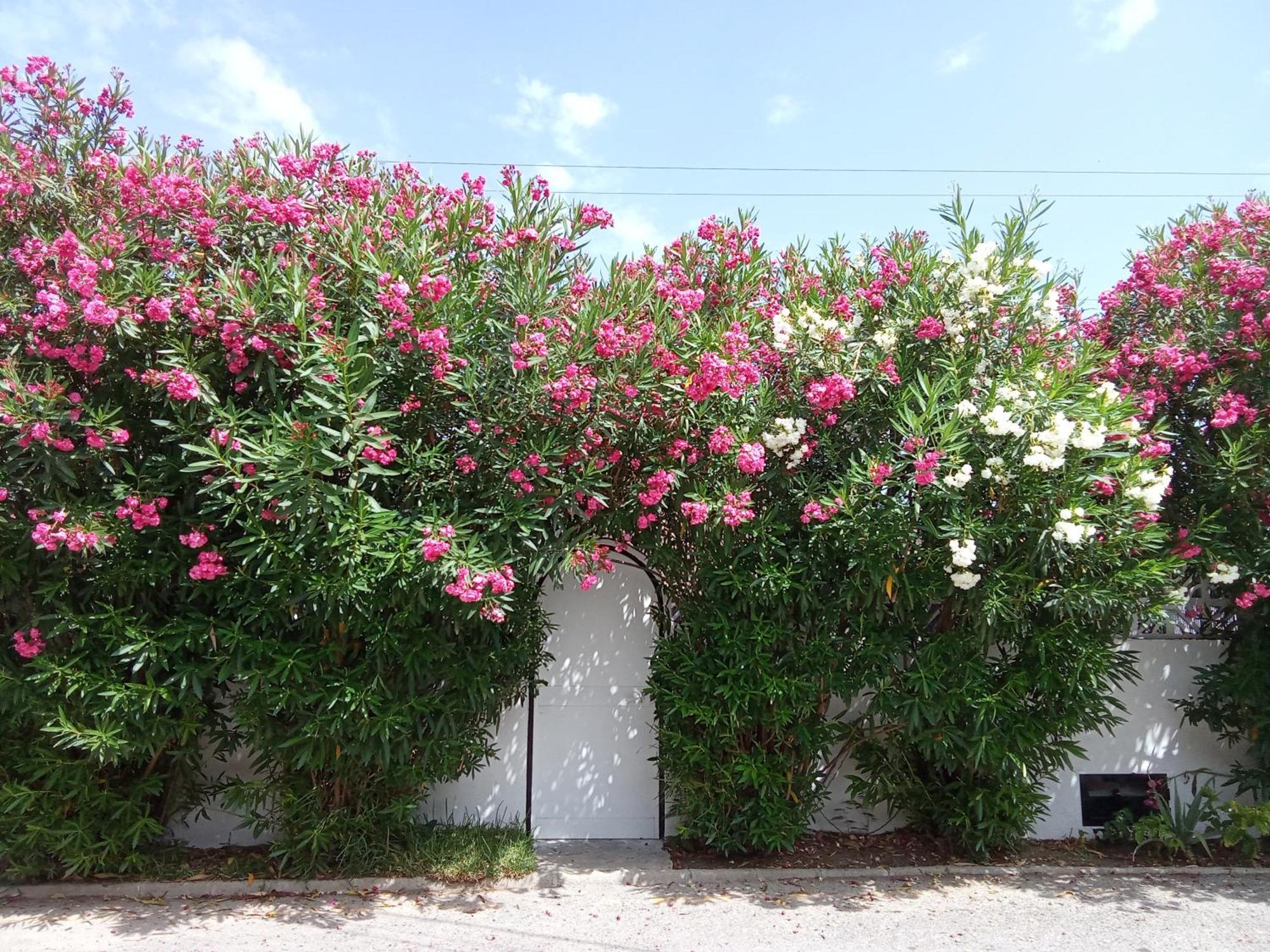Bungalow Marbella Exterior foto